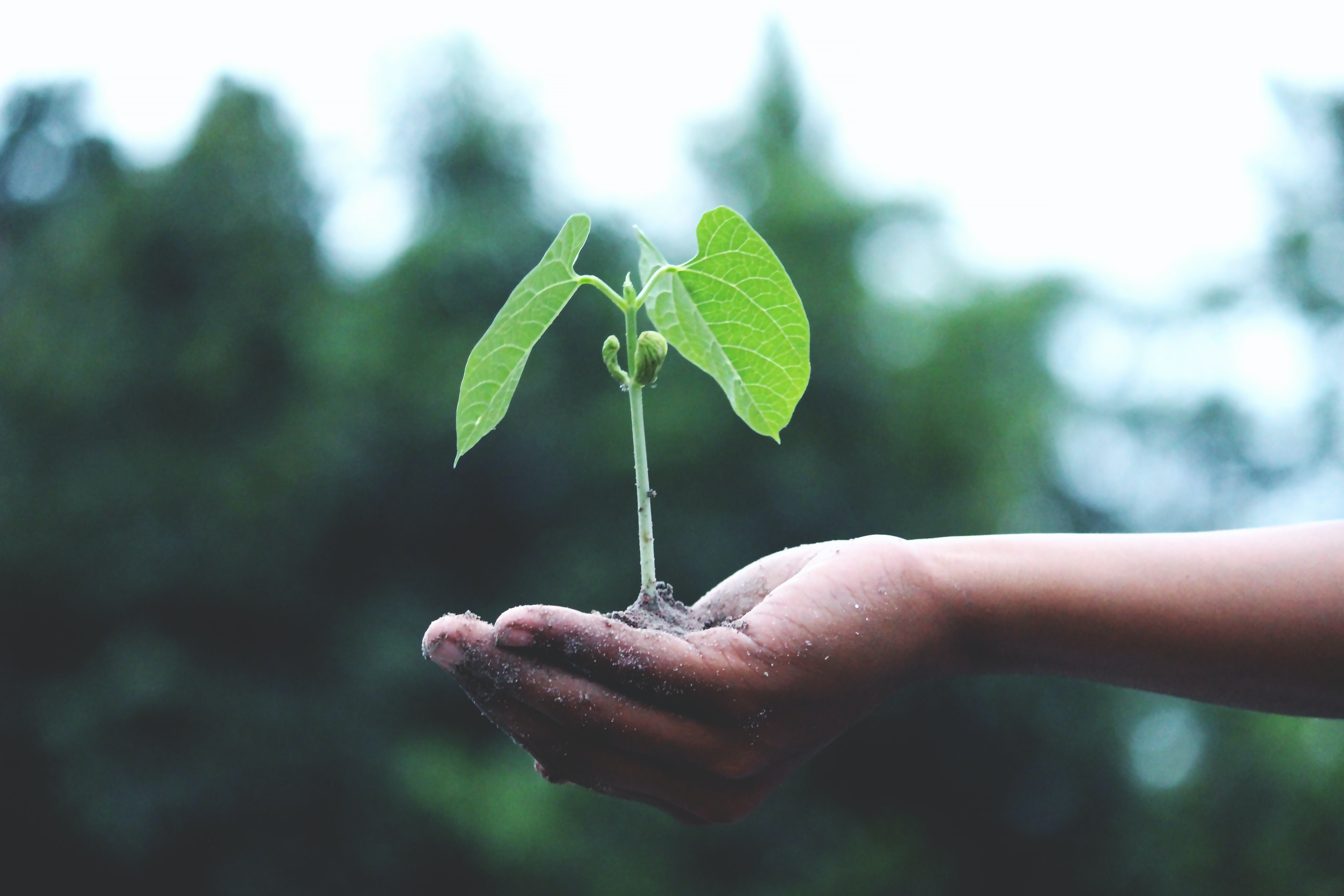 A small plant in hand